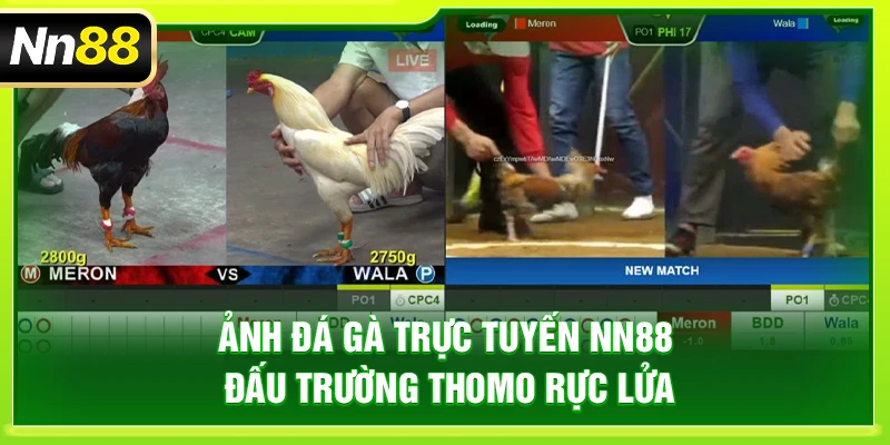 NN88 – Link Chính Thức Trang Chủ Nhà Cái NN88 Uy Tín 2026 ảnh đá gà trực tuyến NN88: Đấu trường Thomo rực lửa